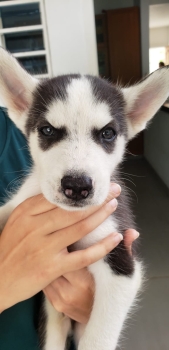 Husky siberiano