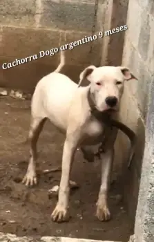 Cachorra dogo argentino hembra 9 meses