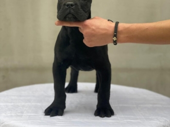 Cane corso hembra 4 meses orejas cortadas