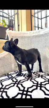 Cachorro bulldog frances puro en santo domingo este