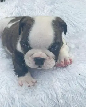 Bulldog ingles macho a la venta