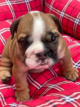 Bulldog inglés hembra a la venta