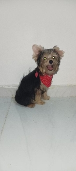 Yorkshire terrier puro