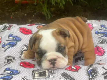 Bulldog ingles hembra a la venta