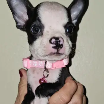 Boston terrier