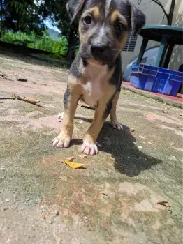 Gratis! cachorra liga de pastor aleman en monseñor nouel
