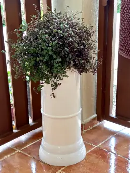 Ofrecemos matas decorativa para casa o jardin