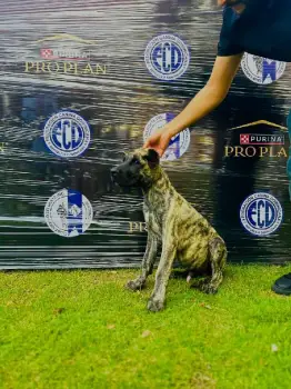 Presa canario 5 meses