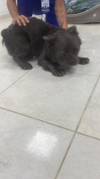 Cachorro bulldog francés flufy de 1 año