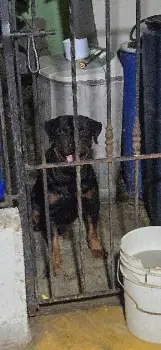 Rottweiler para montas