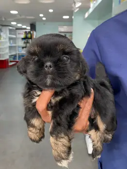 Oferta cachorro shih tzu en santo domingo dn