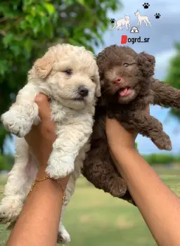 Poodle caniche machos