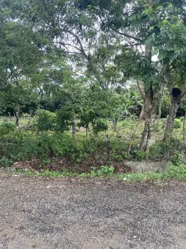 100 tareas  sembradas de cacao  con una laguna en el centro