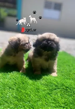 Pekinés ambos sexos