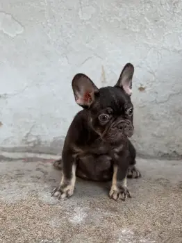 Bulldog francés