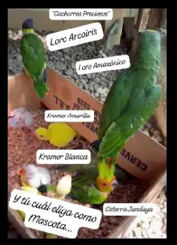 Aves pichones para empapillar