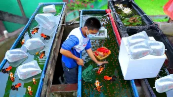 Cuidadores de finca recreativa / criador de peces