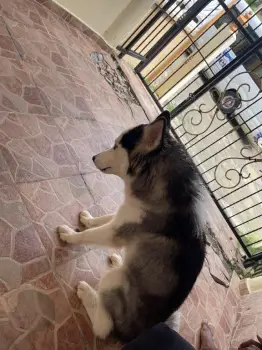 Vendo husky siberiano