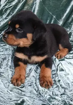 Oferta rottweiler hembra y macho de pura raza