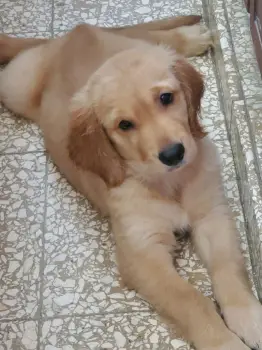 Oferta golden retriever hembras