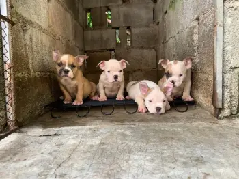 Oferta american bully ambos sexos