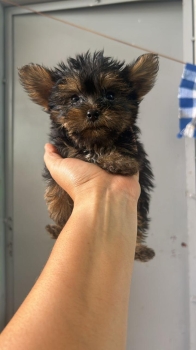 Oferta yorkshire terrier mini macho