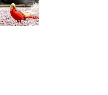 Pareja de faisan red golden