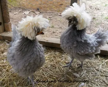 Pareja de de gallinas polacas grifas