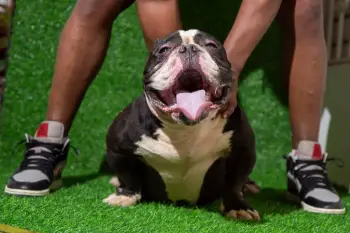 American bully  en santo domingo norte