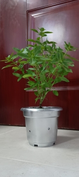 Plantas de albahaca  en santo domingo norte