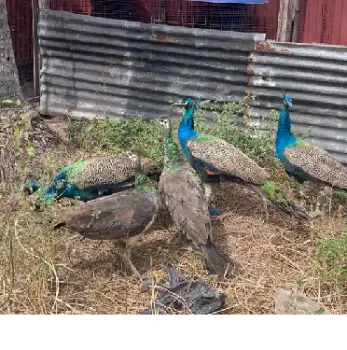 Pareja de pavos reales