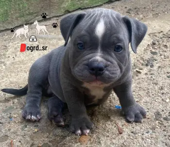 American bully machos