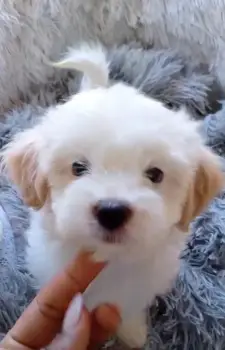 Shipoo en oferta