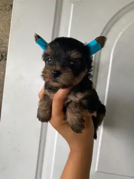 Yorkie mini ambos sexos