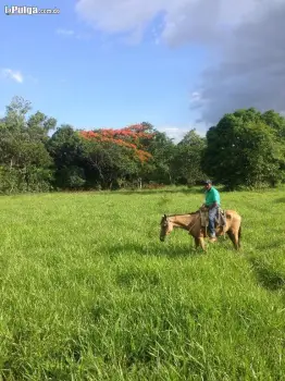 Finca de 1700 tareas vocacion ganadera en bayaguana