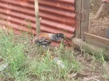 Gallos de pelea