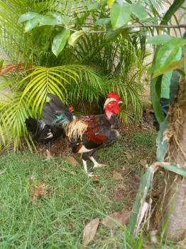Gallos finos con sedosa de japón de 4 meses en la romana