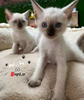 Gatos siamés ambos sexos