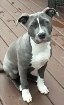 Pitbull blu nose en santo domingo este