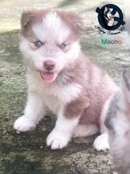 Husky siberiano macho