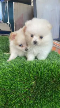 Pomerania macho