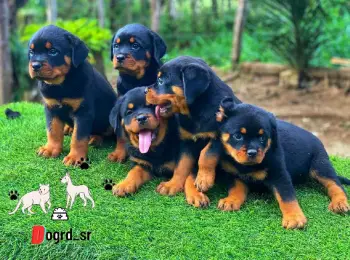 Rottweiler con pedigree ambos sexos