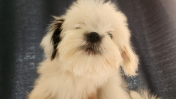 Cachoro shih-poo