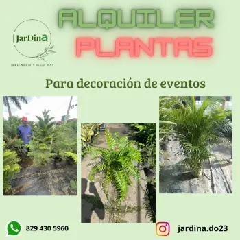 Alquiler plantas