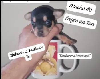 Chihuahua mini/toy emamos 0 1 2