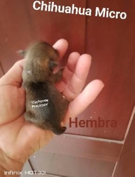 Chihuahua mini/toy enanos disponibles