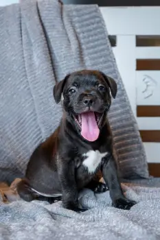 Staffordshire bull terrier! e