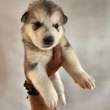 Alaska malamute