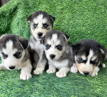 Cachorro husky siberiano
