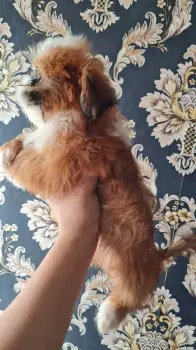 Cachoro shih-poo